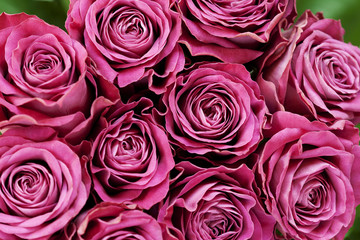 Bunch of beautiful roses, close up