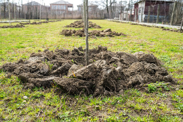 Fototapeta premium Newly planted trees in a row. Nature