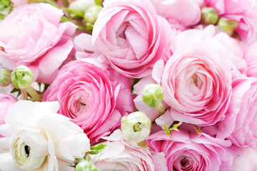 Pink and white ranunculus background