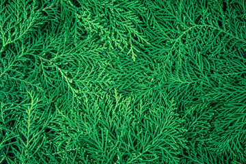 Fototapeta na wymiar a fresh green pine leaves , Oriental Arborvitae, Thuja orientalis (also known as Platycladus orientalis) leaf texture background for design foliage pattern and backdrop