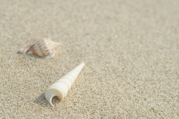 砂浜と貝殻
