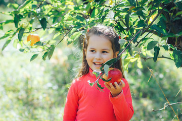 cute asian appearance girl collects apples in the garden