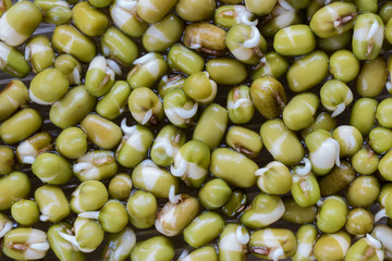 macro shot of germinated mung beans or mush beans, top view - 194129973