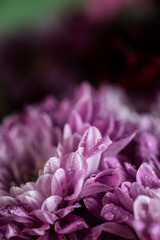 flower bouquet macro