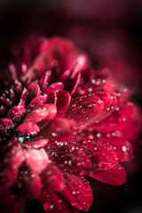 flower bouquet macro