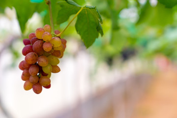 A bunch of black grapes for making wine in Thailand. Fresh grapes that have not yet ripened. Green, Red and Black grapes, waiting to be taken to produce wine.