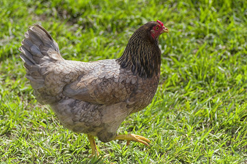 gray chicken with a red comb on a background of green grass