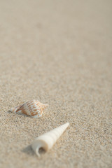 砂浜と貝殻
