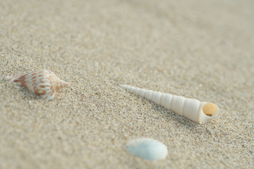 砂浜と貝殻

