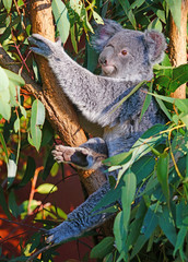 A koala sleeping on a eucalyptus gum tree in Australia