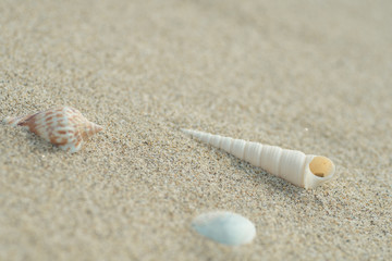 砂浜と貝殻
