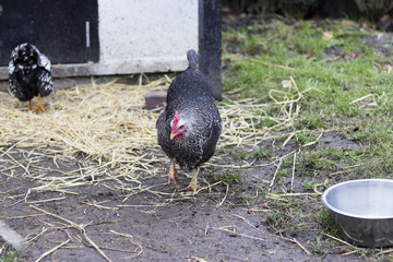 Chicken in a coop