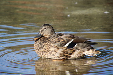 Fototapeta premium Ente schwimmend