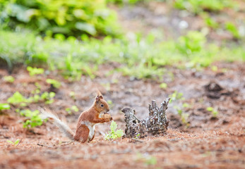Red Squirrel, in the forest eating a nut