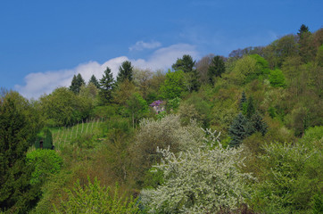 Fototapeta na wymiar View of idyllic springtime landscape with blooming fruit trees on the hill, a small house, and a vineyard