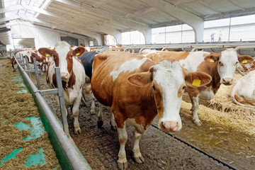 Dairy cows in a farm cowshed. Agriculture industry, farming and animal husbandry
