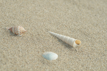 砂浜と貝殻
