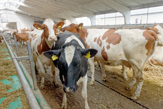 Dairy cows in a farm cowshed. Agriculture industry, farming and animal husbandry