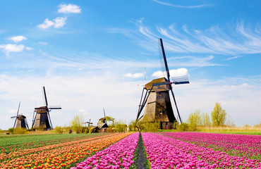 A magical landscape of tulips and windmills in the Netherlands. (Relaxation, meditation, anti-stress - concept)