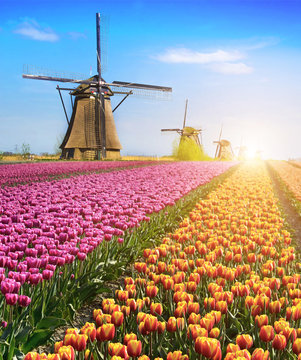 Fototapeta Magical fairy fascinating landscape with flowers tulip field in Holland, Europe at sunlight (meditation, anti-stress, Harmony - concept)