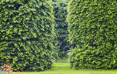 park with shrubs and green lawns