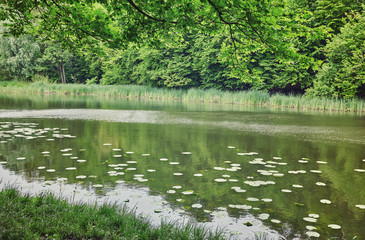Forest. Green tree in the wood. Nature ourdoor environment. Landscape with sun, foliage, pond, lake. Sunlight park. Lush summer plant.