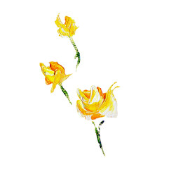 Hand painted modern style yellow flower isolated on white background. Spring flower seasonal nature card. Oil painting