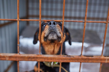 rottweiler in animal shelter cage