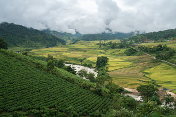 Fototapeta premium Terraced rice field landscape in harvesting season in Y Ty, Bat Xat district, Lao Cai, north Vietnam