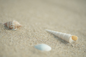 砂浜と貝殻
