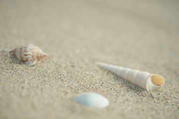 砂浜と貝殻
