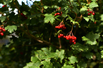 Bright juicy greens. Tree viburnum. Small red berries