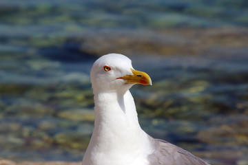 Gabbiano