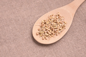 Buckwheat sprouts. Wooden spoon. Neutral background
