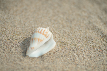砂浜と貝殻

