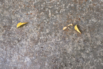Dark gray coating. Yellow little leaves