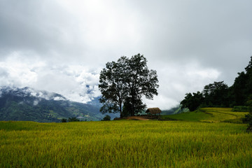 Fototapeta na wymiar Terraced rice field landscape in harvesting season with big tree in Y Ty, Bat Xat district, Lao Cai, north Vietnam