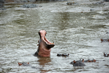Fototapeta na wymiar Hippo school at Seronera river, Tanzania, Africa