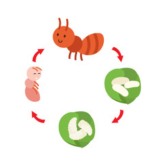 illustration life cycle ant vector