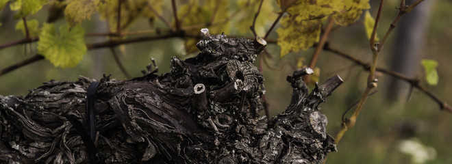 Magical grape fishes on the hillside vineyards.

Abandoned vineyard with clouds and wonderful panorama on lake. 