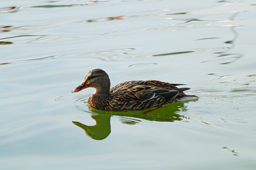 Duck floating in the water