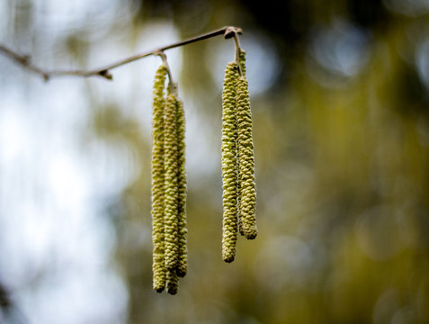 Suspended seeds