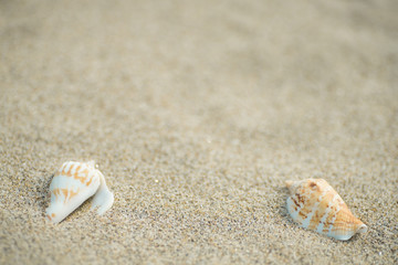 砂浜と貝殻
