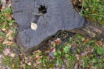 Old dark stump. Green grass. Dry leaves