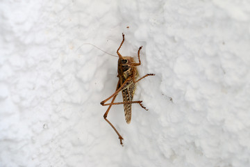 Insect on the wall