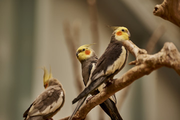 Parots in the zoo