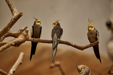 Parrots in the zoo