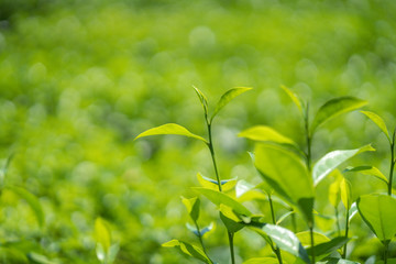 Green tea leaves in a tea plantation.
