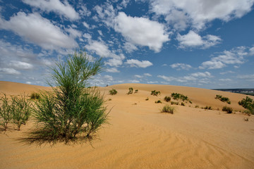 West Kazakhstan. Life in sand dunes Senek.