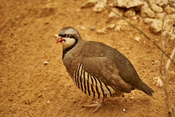 bird in the zoo